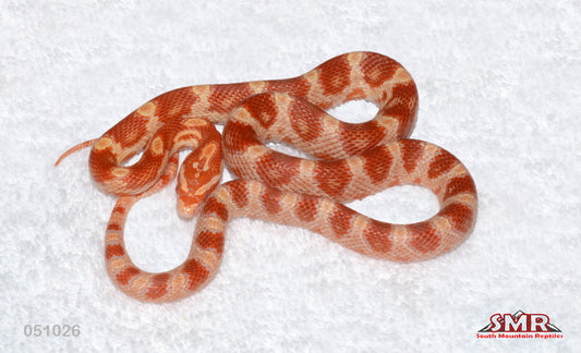 Amel, het Caramel 19" Female for sale by South Mountain Reptiles