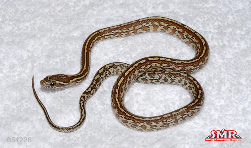 Tessera, het Scaleless 16" Male for sale by South Mountain Reptiles