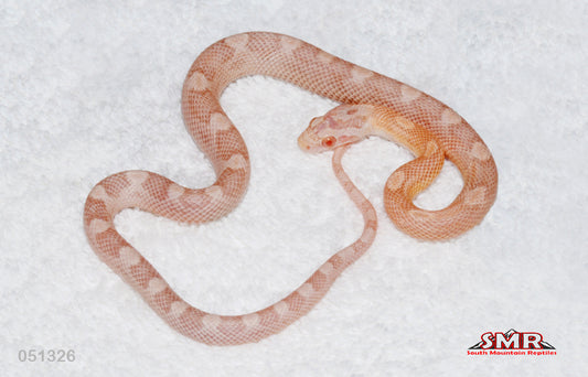Coral Snow 13" Male for sale by South Mountain Reptiles