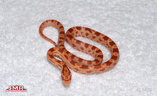Amel, het Caramel 14" Male for sale by South Mountain Reptiles