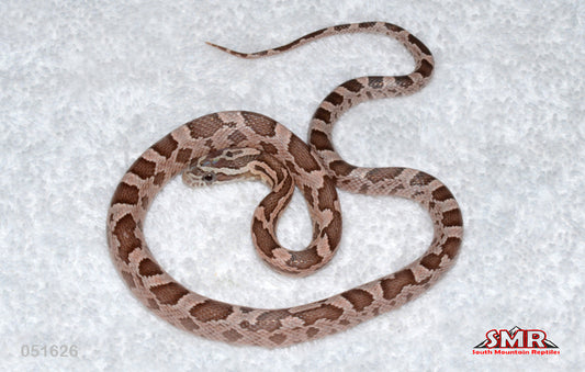 Coral Ghost 16" Female for sale by South Mountain Reptiles