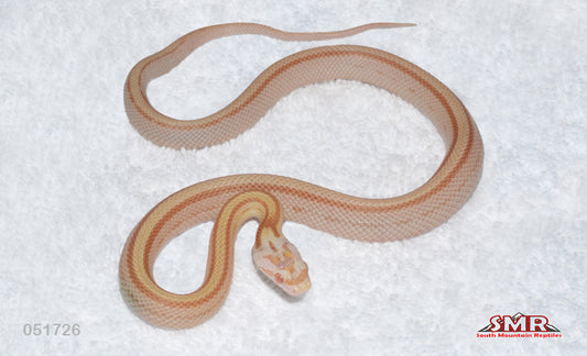 Striped Butter, het Scaleless 15" Female for sale by South Mountain Reptiles