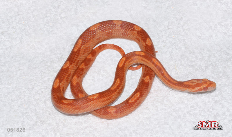 Sunglow Red Factor Motley 16" Female for sale by South Mountain Reptiles