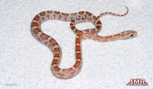 Coral Ghost From Heliconia 15" Male for sale by South Mountain Reptiles