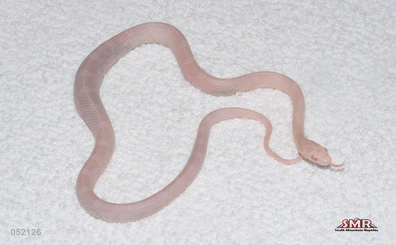 Blizzard Het Red Factor 16" Female for sale by South Mountain Reptiles