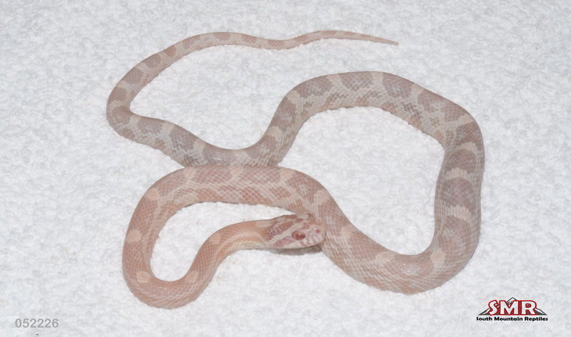 Coral Snow 16" Male for sale by South Mountain Reptiles