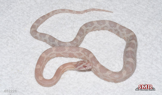 Coral Snow $16" Male for sale by South Mountain Reptiles