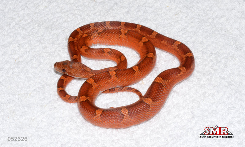 Pied-sided Bloodred 17" Female for sale by South Mountain Reptiles