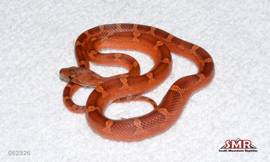 Pied-sided Bloodred 17" Female for sale by South Mountain Reptiles