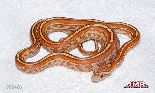 Gold Dust Tessera 17" Female for sale by South Mountain Reptiles