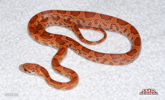 Ultramel Sunkissed Okeetee 18" Female for sale by South Mountain Reptiles