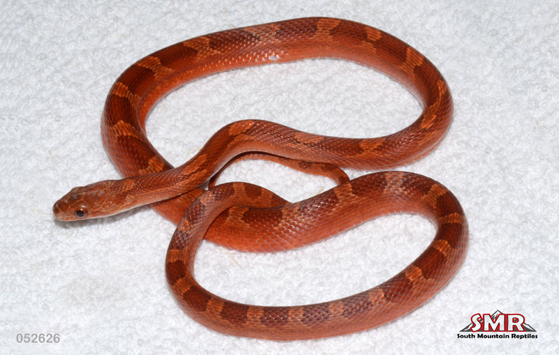 Pied-sided Bloodred 21" Male for sale by South Mountain Reptiles