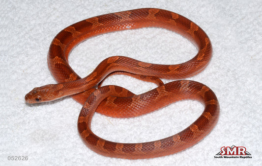 Pied-sided Bloodred 21" Male for sale by South Mountain Reptiles