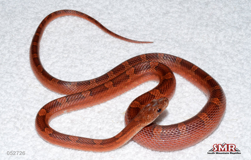 Pied-sided (low-white) Bloodred 21" Male for sale by South Mountain Reptiles