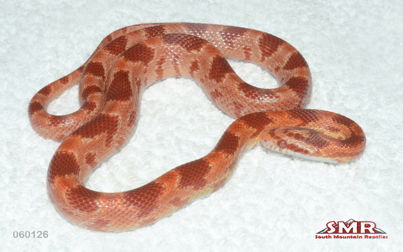 Cherry Amel 20" Female for sale by South Mountain Reptiles