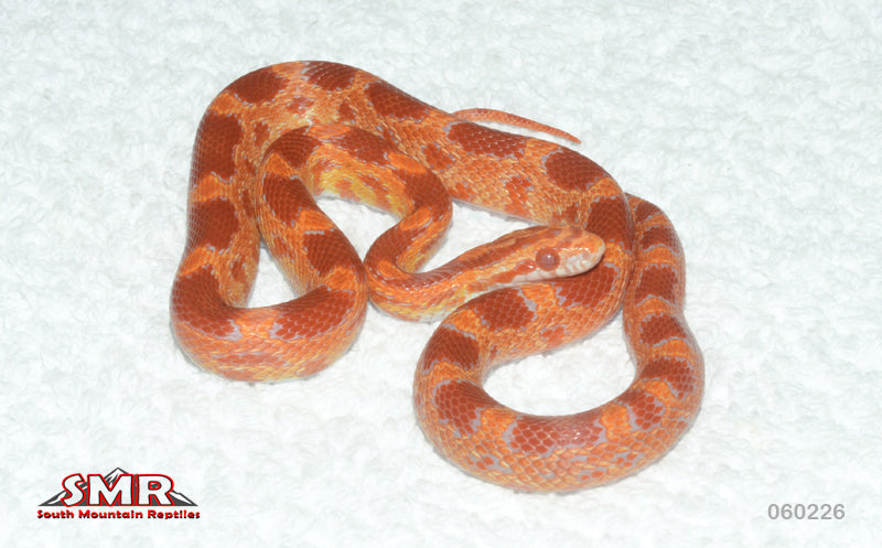 Red Hatch Fluorescent 16" female for sale by South Mountain Reptiles