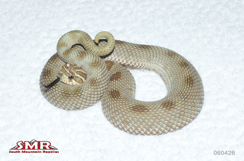 Anaconda Hognose 12" male for sale by South Mountain Reptiles
