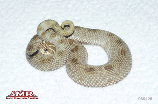 Anaconda Hognose 12" male for sale by South Mountain Reptiles