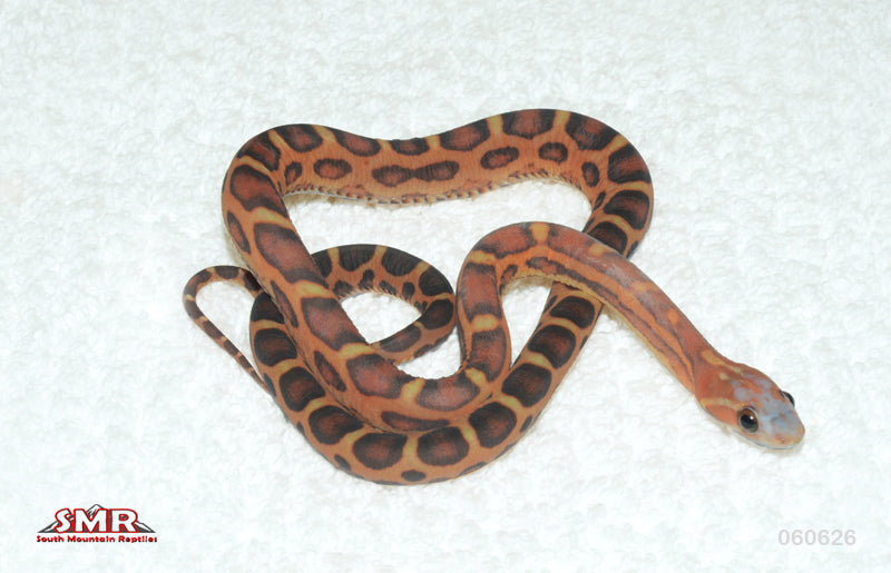 Scaleless, het Hypo 15" female for sale by South Mountain Reptiles
