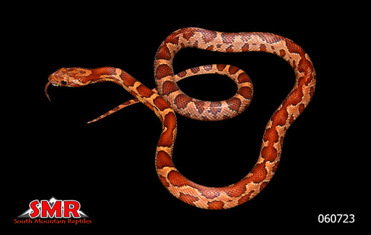 ZagTec 15" Male for sale by South Mountain Reptiles