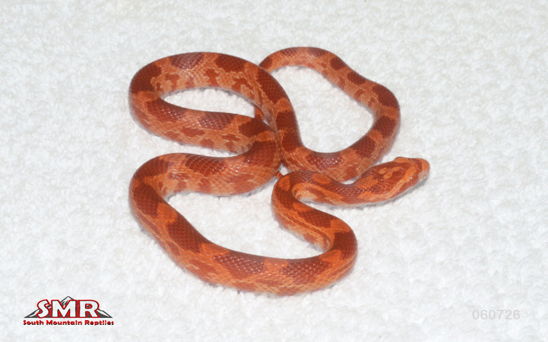 Cherry Amel 16" Female for sale by South Mountain Reptiles