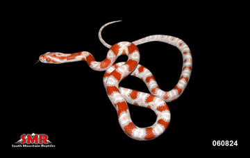 Corn Snakes For Sale - South Mountain Reptiles - Many Morphs Available