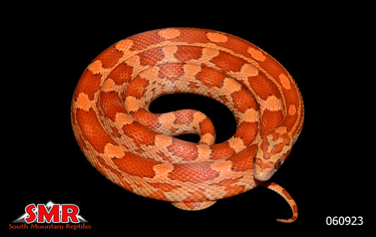Lava 22" Female for sale by South Mountain Reptiles