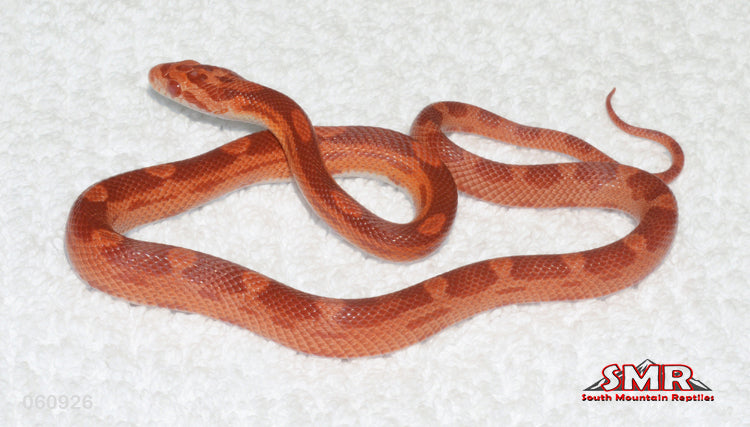 Fluorescent Amel Cherry Motley 15" female for sale by South Mountain Reptiles