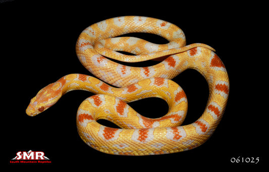 Yellow Reverse Okeetee-female for sale by South Mountain Reptiles