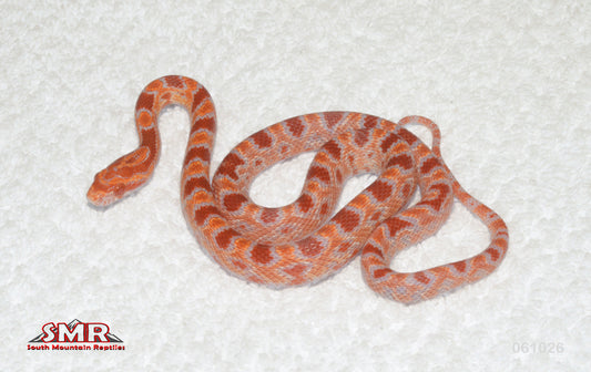 Fluorescent Amel Okeetee 15" female for sale by South Mountain Reptiles