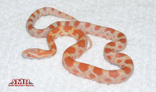 Amel, het Caramel 14" female for sale by South Mountain Reptiles