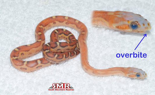 Scaleless SCRATCH & DENT cornsnake 15" female for sale by South Mountain Reptiles