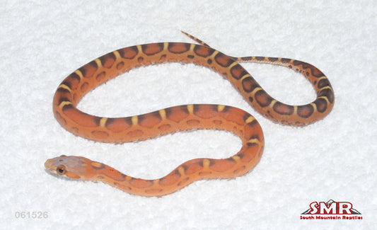 Scaleless het Amel and Caramel 14" female for sale by South Mountain Reptiles
