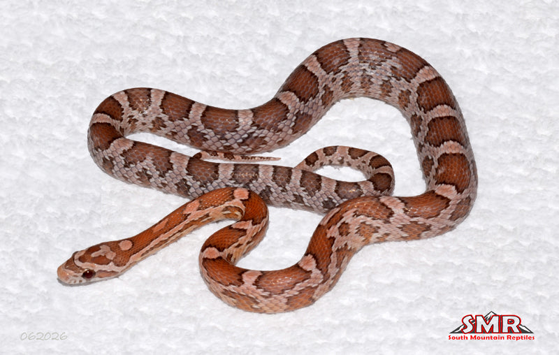 Specter From Heliconia 18" Male for sale by South Mountain Reptiles
