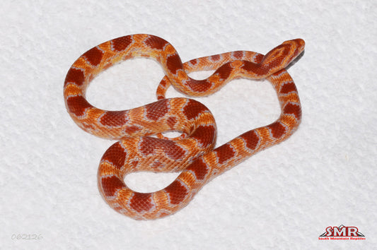 Reverse Okeetee 21" Male for sale by South Mountain Reptiles