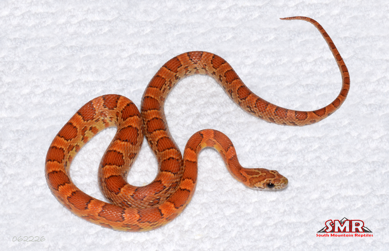 Sunkissed 19" Male for sale by South Mountain Reptiles