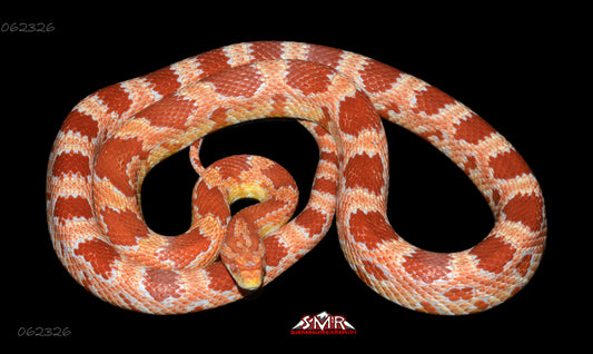 Amel, 29" female for sale by South Mountain Reptiles
