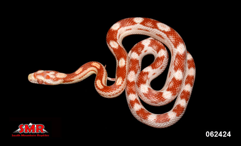 Candy Cane Motley 18" Female