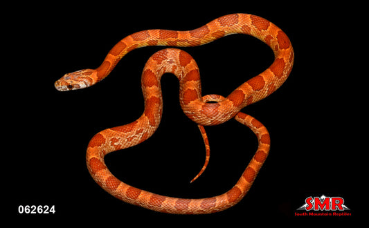 Sunkissed Strawberry 19" Female