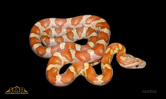 Gold Dust 21" Female for sale by South Mountain Reptiles