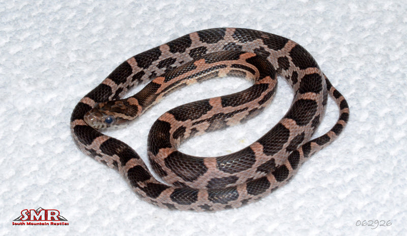 Heliconia 19" Male for sale by South Mountain Reptiles