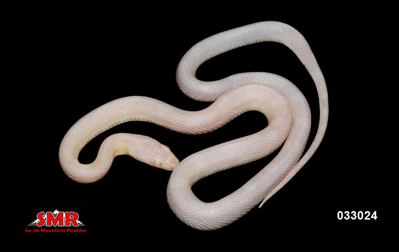Red Factor Snake Avalanche Red Factor 18