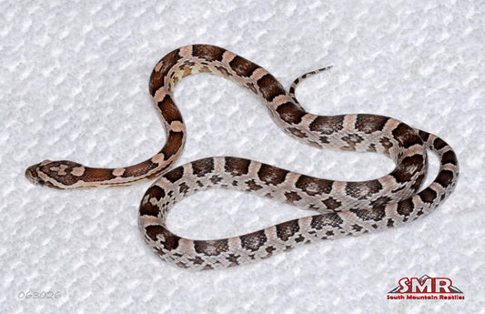 Heliconia 18" Male for sale by South Mountain Reptiles