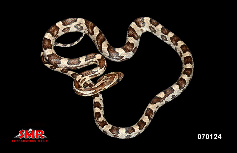 Anery cornsnake 18" Female