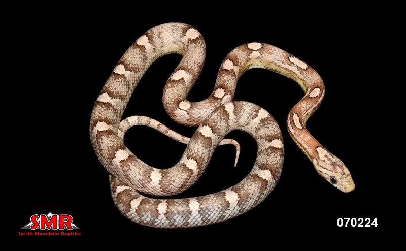 Anery Motley Female 24"