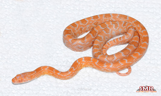 Mandarin Okeetee 26" Male for sale by South Mountain Reptiles