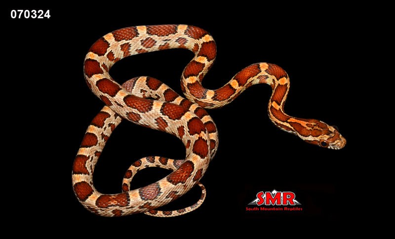 POS HET cornsnake 17" Female