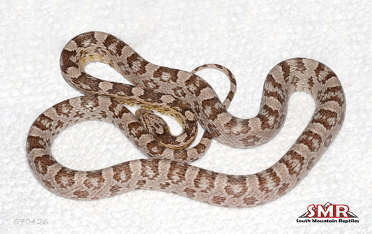 Strawberry Anery 35" Female for sale by South Mountain Reptiles