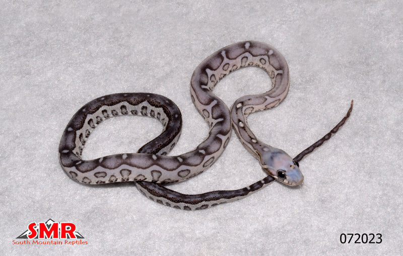 Scaleless Anery 13" Female