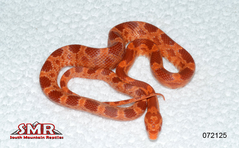 Amel het Scaleless Diffused 19" female for sale by South Mountain Reptiles